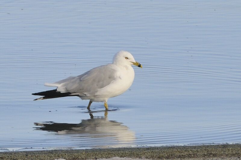 Ring-billed Gulladult