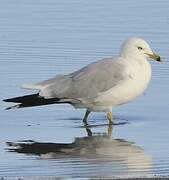 Ring-billed Gull