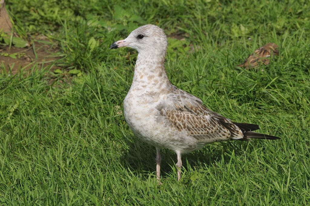 Ring-billed Gulljuvenile