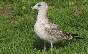 Ring-billed Gull