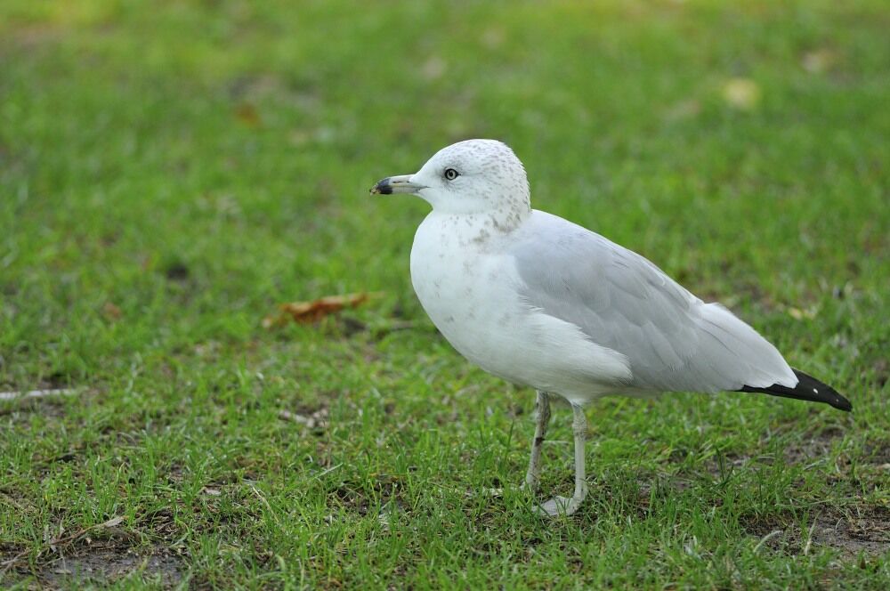 Ring-billed Gullimmature