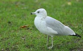 Ring-billed Gull