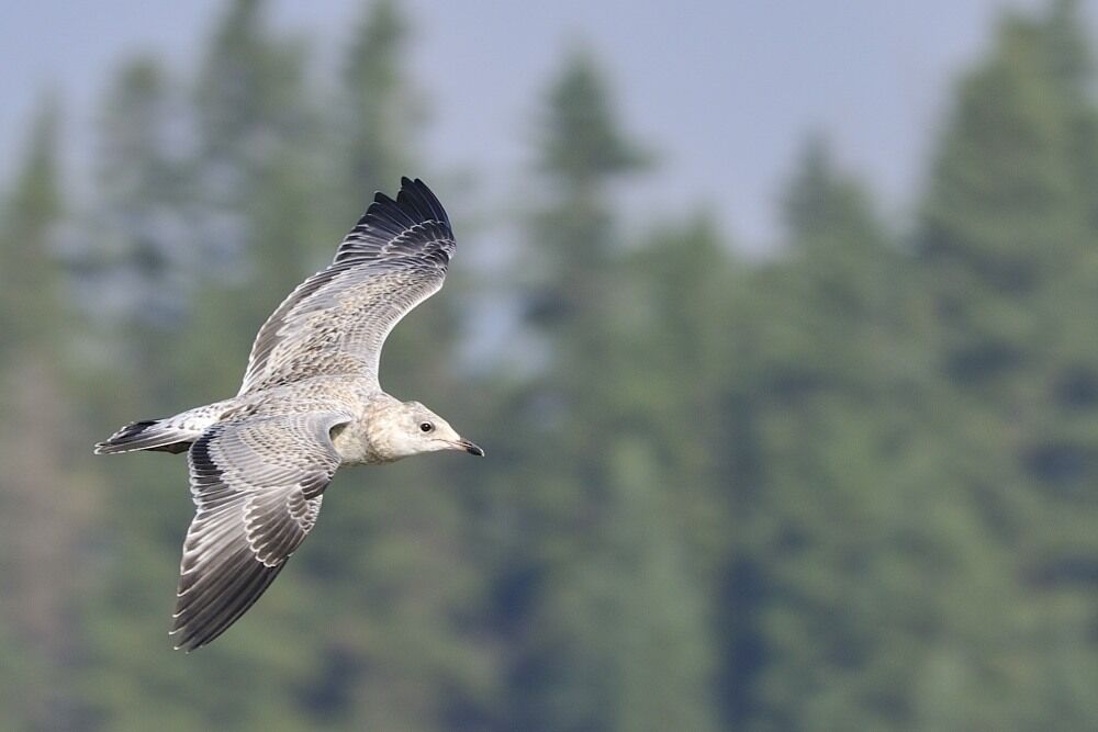 Ring-billed Gullimmature