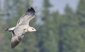 Ring-billed Gull