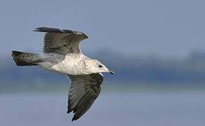 Ring-billed Gull