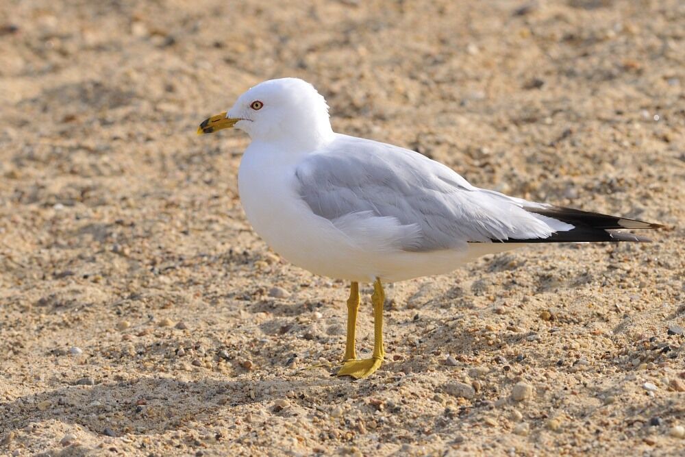 Ring-billed Gulladult