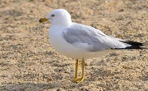 Ring-billed Gull