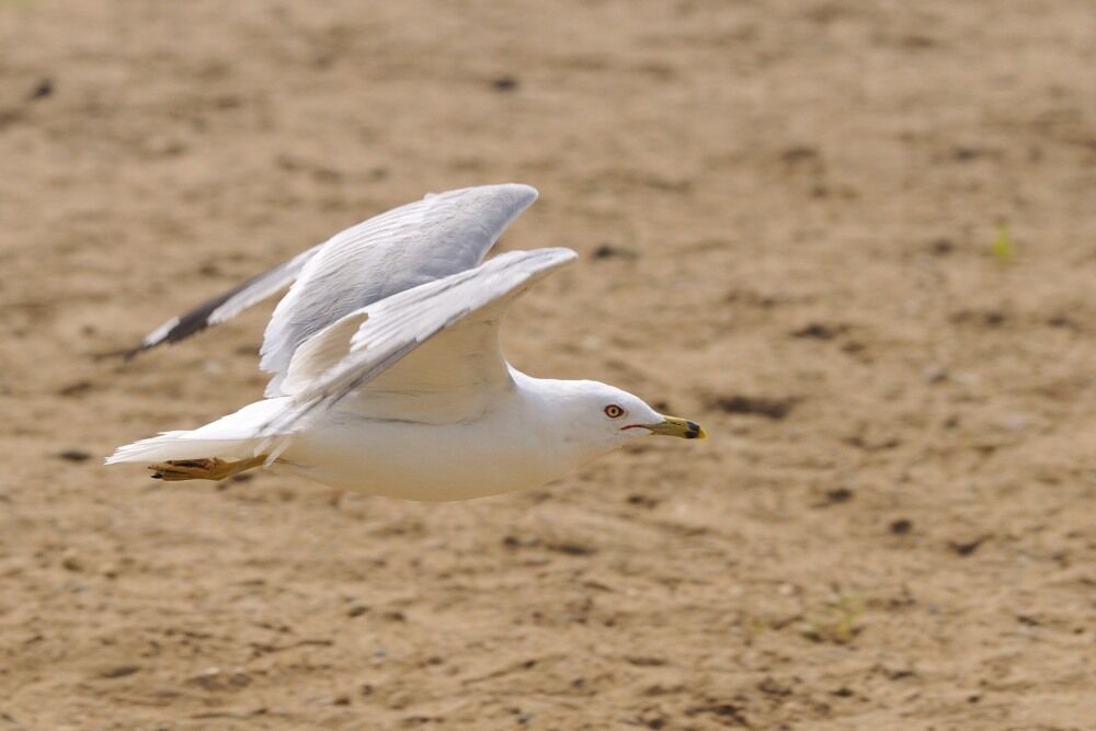 Ring-billed Gulladult