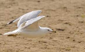 Ring-billed Gull