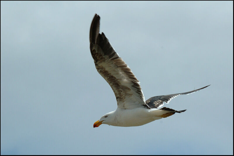 Pacific GullFourth year