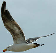 Pacific Gull