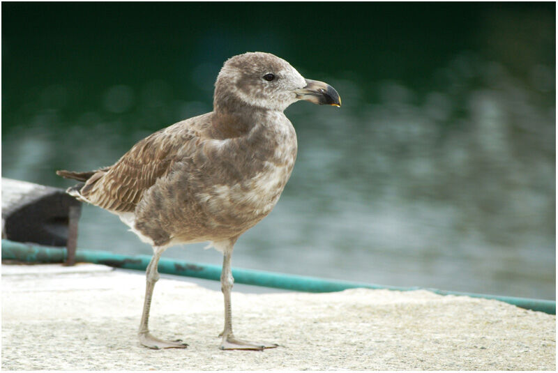 Pacific GullFirst year