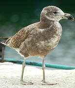 Pacific Gull