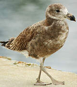 Pacific Gull