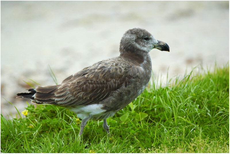 Pacific GullFirst year