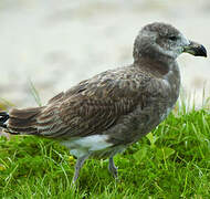 Pacific Gull