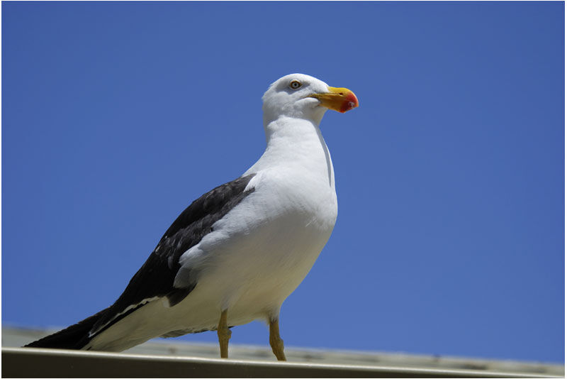 Goéland australadulte