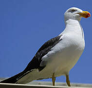 Pacific Gull