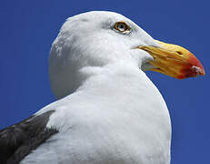 Pacific Gull