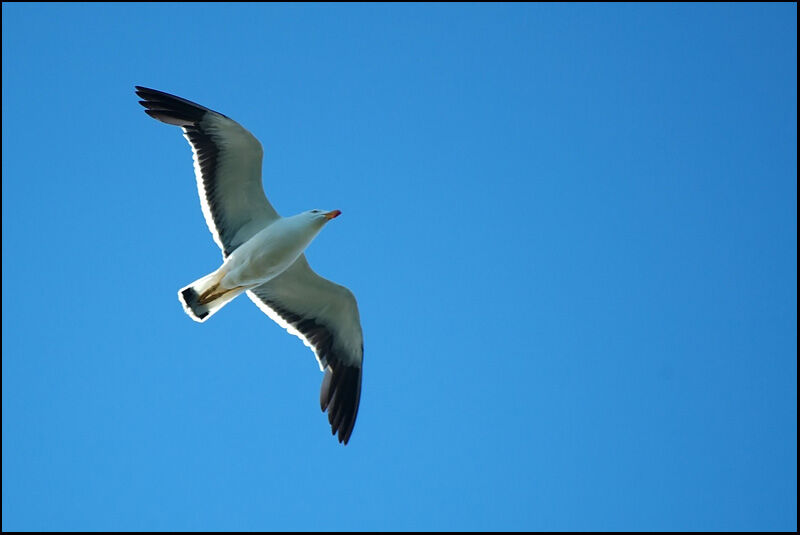 Pacific Gull