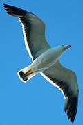 Pacific Gull