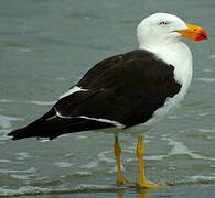 Pacific Gull