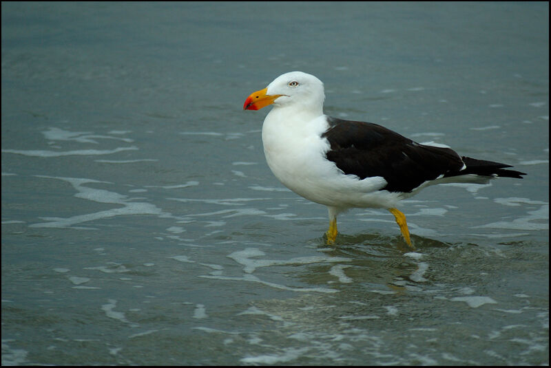 Pacific Gull