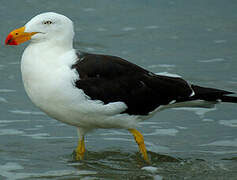 Pacific Gull