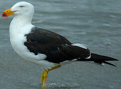 Pacific Gull