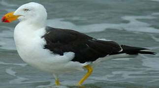 Pacific Gull