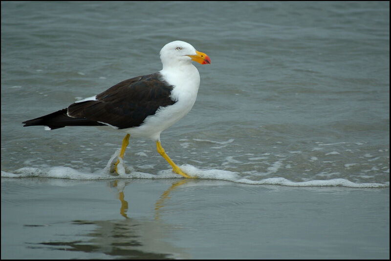 Pacific Gull