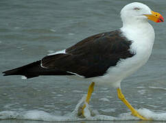 Pacific Gull