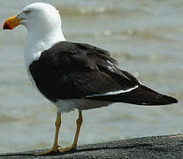 Pacific Gull