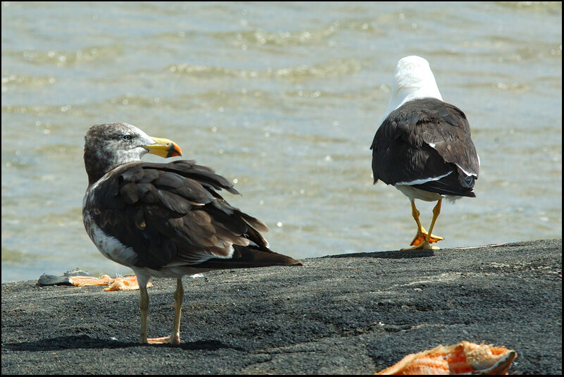 Pacific GullSecond year