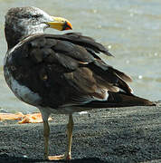 Pacific Gull