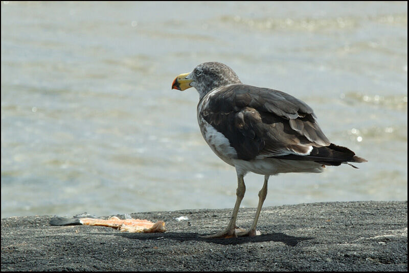 Pacific GullFourth year