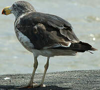 Pacific Gull