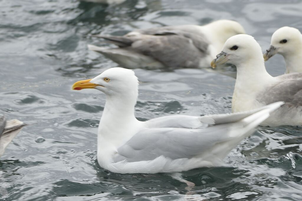 Glaucous Gulladult