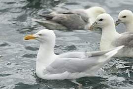 Glaucous Gull