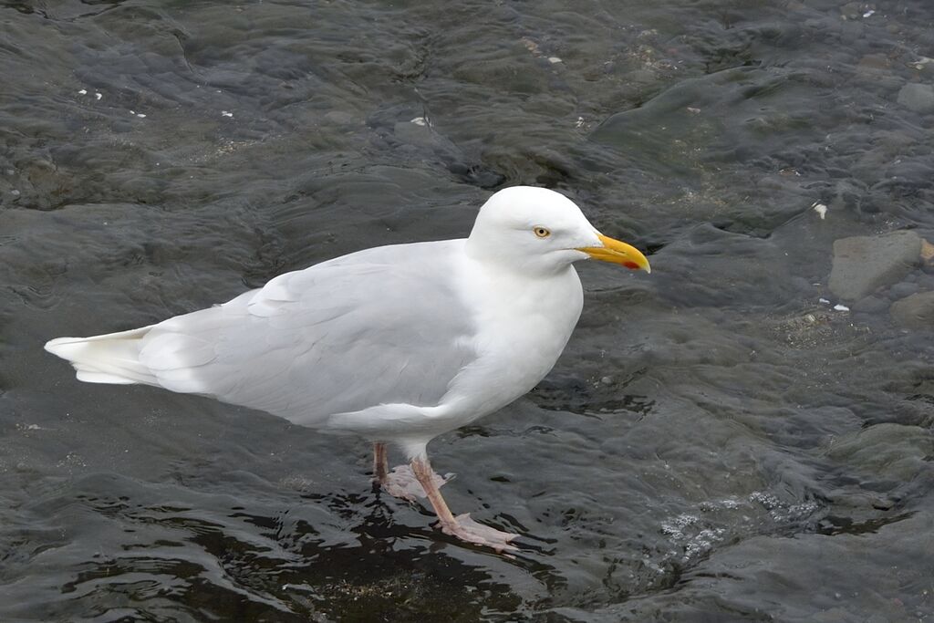 Glaucous Gulladult