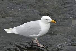 Glaucous Gull