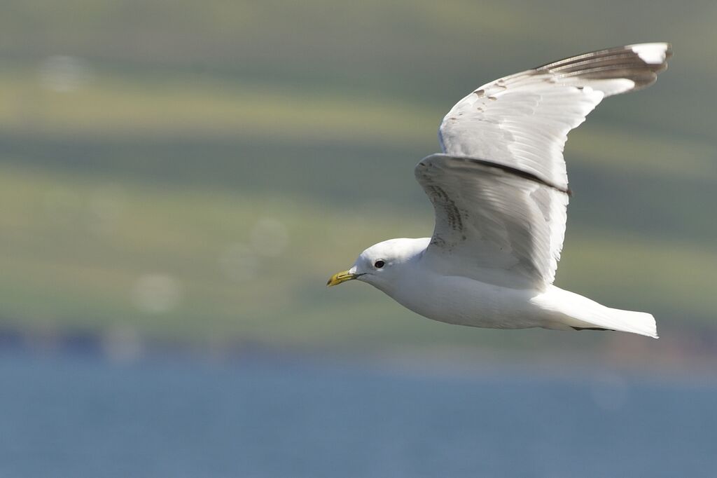 Common Gull