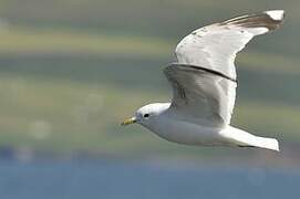 Mew Gull