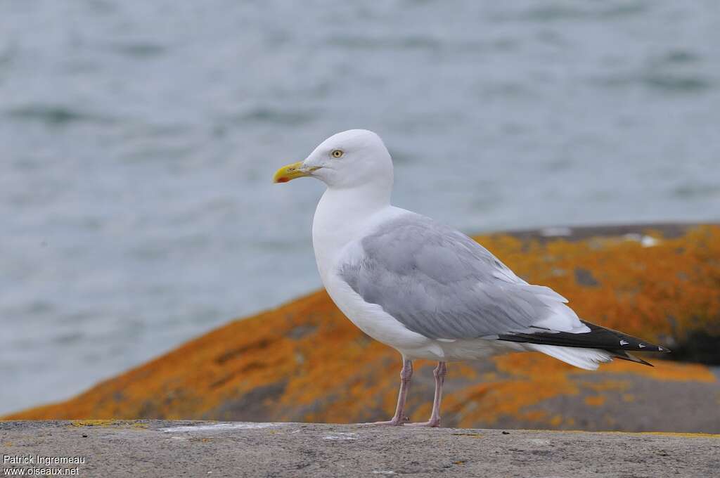 Goéland d'Amériqueadulte, identification