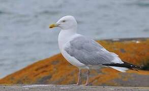 American Herring Gull