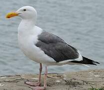 Western Gull