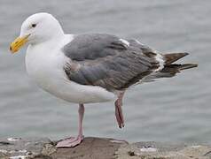 Western Gull