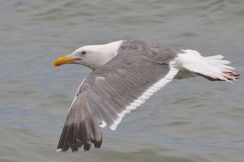 Western Gulladult breeding