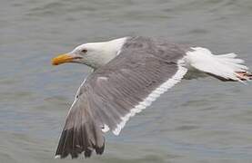 Western Gull