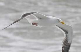 Western Gull